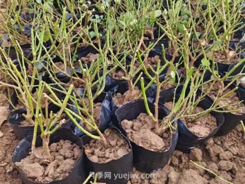 如何種植薔薇小苗？