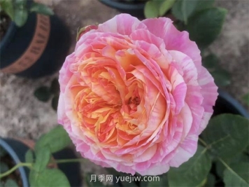 抗病豐花耐熱，兩廣能種的油畫色調(diào)克勞德莫奈月季