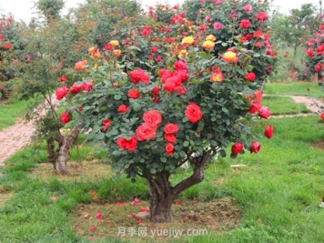 樹(shù)木全冠移植不僅是技術(shù) 更是藝術(shù)