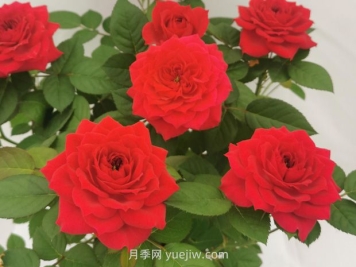 鴻運(yùn)甜心月季