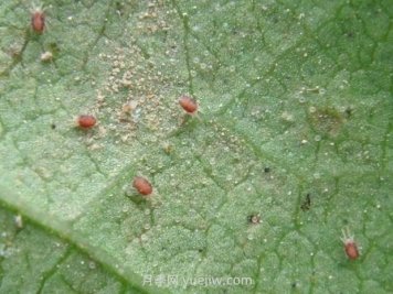 夏季月季高發(fā)的紅蜘蛛怎么有效預(yù)防？