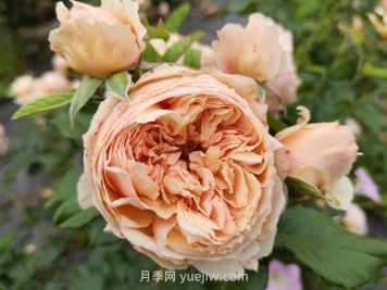 耐熱品種哪款強(qiáng)？?jī)蓮V花友強(qiáng)烈推薦3款月季
