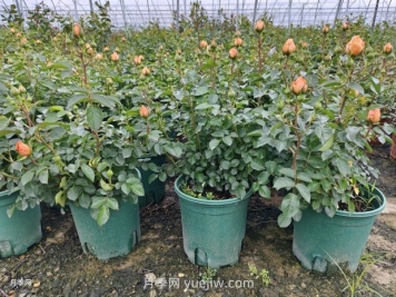 夏季月季管理做好這5點，長勢旺盛，秋花更美