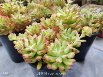 多肉植物怎么養(yǎng)護？教你多肉植物的種植方法
