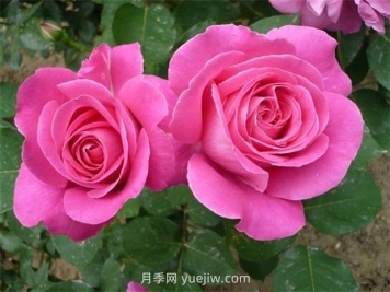 用懶人花盆養(yǎng)花的優(yōu)缺點(diǎn)有哪些？