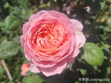 瑞典女王月季優(yōu)缺點(diǎn)有哪些？