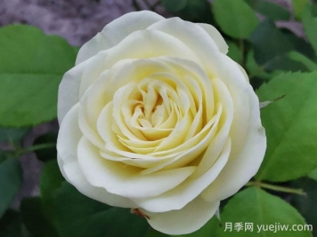 奶油龍沙寶石月季的優(yōu)缺點(diǎn)是什么？
