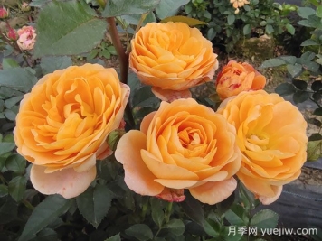 果汁陽臺月季的優(yōu)缺點是什么？