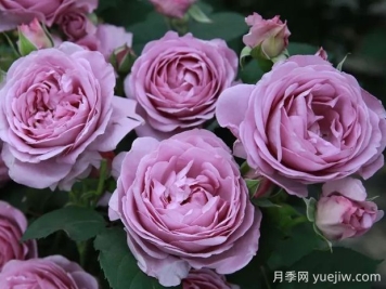 藍(lán)色風(fēng)暴月季的優(yōu)缺點(diǎn)是什么？