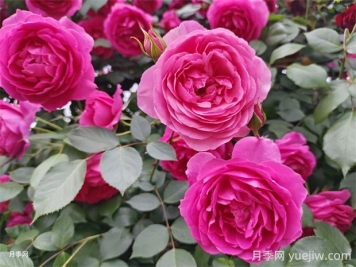 大游行和粉色達(dá)芬奇優(yōu)缺點(diǎn)是什么？