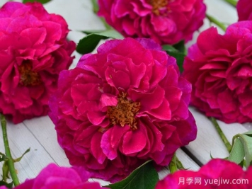 暮光之城月季優(yōu)缺點(diǎn)分析，獨(dú)具魅力的紫紅色