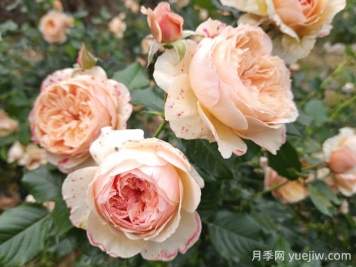 真宙月季的優(yōu)缺點(diǎn)是什么？