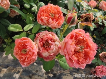 斑馬耐心月季有什么優(yōu)缺點(diǎn)？