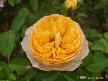 朱麗葉月季值不值得種，有啥優(yōu)缺點(diǎn)