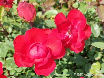 北京紅月季的優(yōu)缺點(diǎn)是什么？