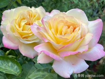 黃和平月季的優(yōu)缺點是什么？