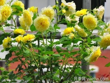 太陽和心月季的優(yōu)缺點(diǎn)是什么？
