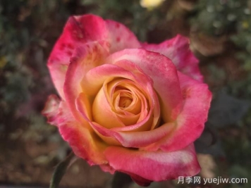 哈雷彗星月季的優(yōu)缺點(diǎn)是什么？