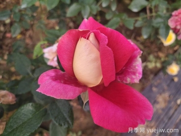 火和平月季的優(yōu)缺點(diǎn)是什么？
