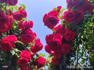 佛羅倫蒂娜月季的優(yōu)缺點(diǎn)是什么？