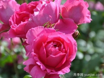粉云月季的優(yōu)缺點是什么？