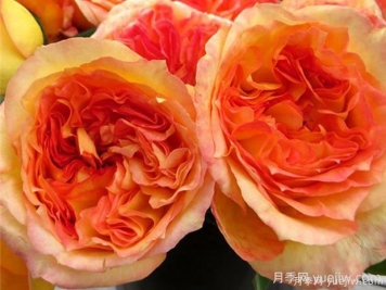 亨利戴爾巴德月季的優(yōu)缺點(diǎn)是什么？