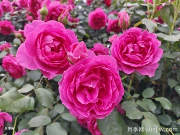 月季文化，此花無(wú)日不春風(fēng)