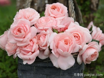 瑪希娜月季的優(yōu)缺點(diǎn)是什么？