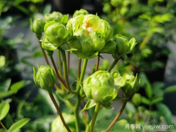 推薦10種美麗的綠色系月季，唯美清新，多款國(guó)月