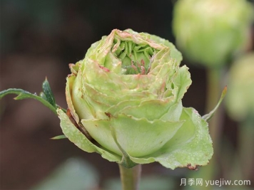 推薦6種綠色系月季品種，清新脫俗，難得一見(jiàn)
