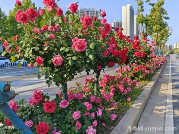 南陽月季，月季之鄉(xiāng)譽(yù)滿全球