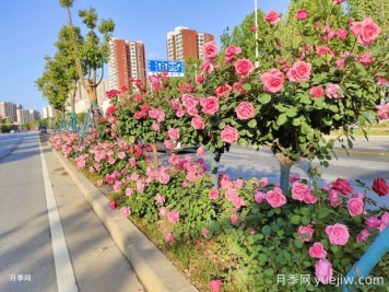 園林和林業(yè)如何界定？