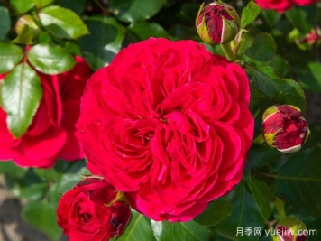 紅色達(dá)芬奇月季和粉色達(dá)芬奇月季有什么區(qū)別？