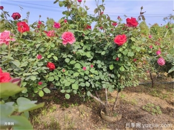 反季節(jié)移栽苗木應(yīng)該注意哪些技術(shù)要點？