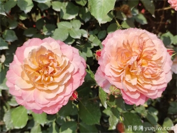 夏天月季紅蜘蛛太猖狂，怎么防治有效？