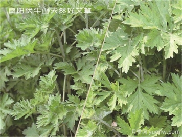 南陽中醫(yī)藥產(chǎn)業(yè)找準(zhǔn)突破口，奮力推進臥龍艾草產(chǎn)業(yè)創(chuàng)新發(fā)展
