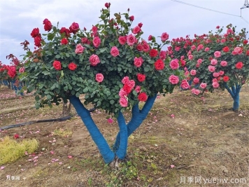 移栽大樹時(shí)透氣管的類型和作用有哪些？