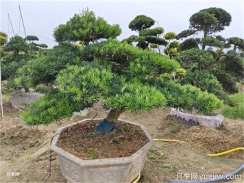 造型松的造型類型特點和應用場景有哪些？