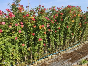 月季苗在夏季要不要施肥？