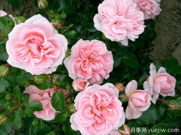 修女的童話月季的優(yōu)缺點是什么？