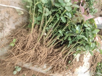 月季花水培扦插，解鎖花卉繁殖新技能