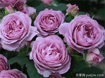 推薦8個豐花月季品種，抗病性強且花色美麗