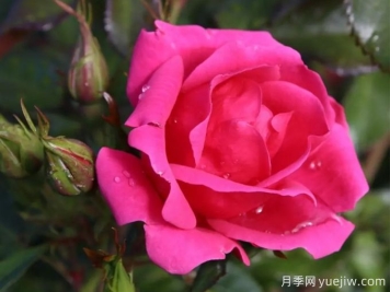 花園朋友月季/花園之友/彩色火烈鳥(niǎo)