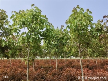 為什么樹木移植時(shí)都把向陽的枝給砍了？