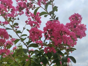 紫薇的栽培技術(shù)有哪些方面？