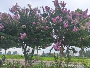 紫薇的主要病蟲(chóng)害及防治方法
