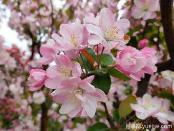 種植和養(yǎng)護海棠需要注意哪些問題？