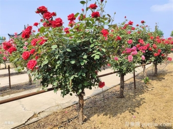 修復(fù)水生態(tài)系統(tǒng)、創(chuàng)造水邊和水中生物多樣性環(huán)境的12種方法
