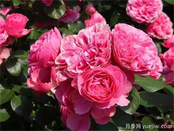 粉色達芬奇月季的夏季養(yǎng)護辦法