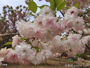 櫻花根瘤病怎么治療？